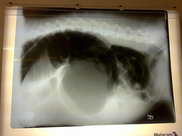 Gastric Volvulus (GDV)